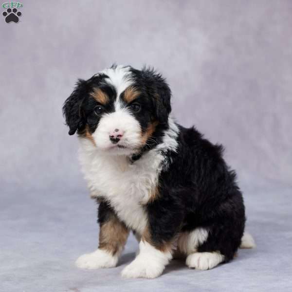 Daisy, Mini Bernedoodle Puppy